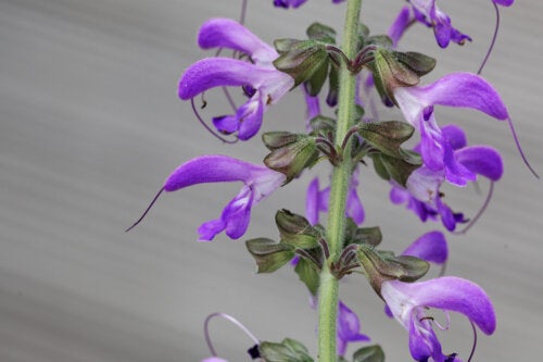 Red sage: characteristics, uses and advantages