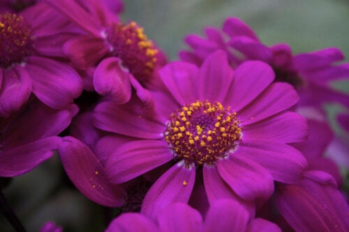 11 purple flowers to make your garden look elegant