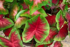 Planting Caladiums at Home: A Guide for Beginners