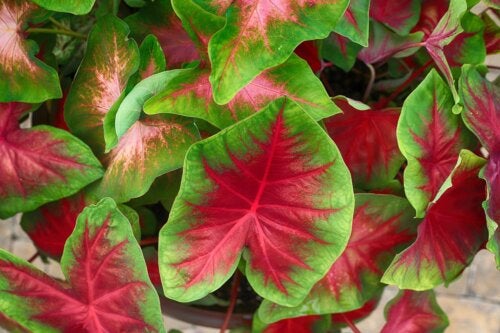 Planting caladiums at home with this step-by-step guide