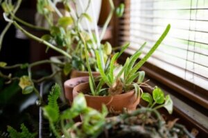 10 Perfect Plants to Cool Your Home in Hot Weather