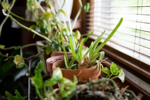 10 Perfect Plants to Cool Your Home in Hot Weather