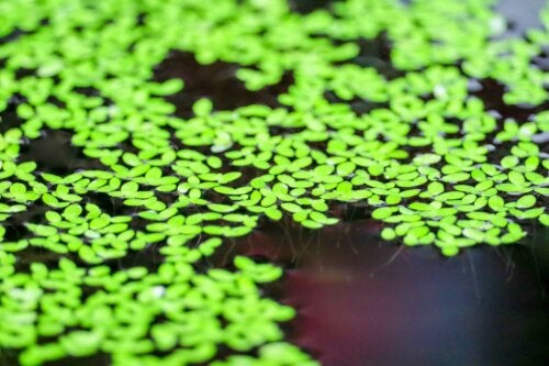 Mankai duckweed: what are its advantages?