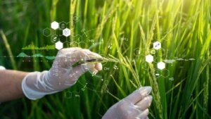 Transgenic Food: Functions and Potential Risks