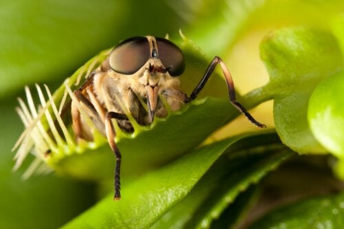 Carnivorous plants: characteristics, types and care