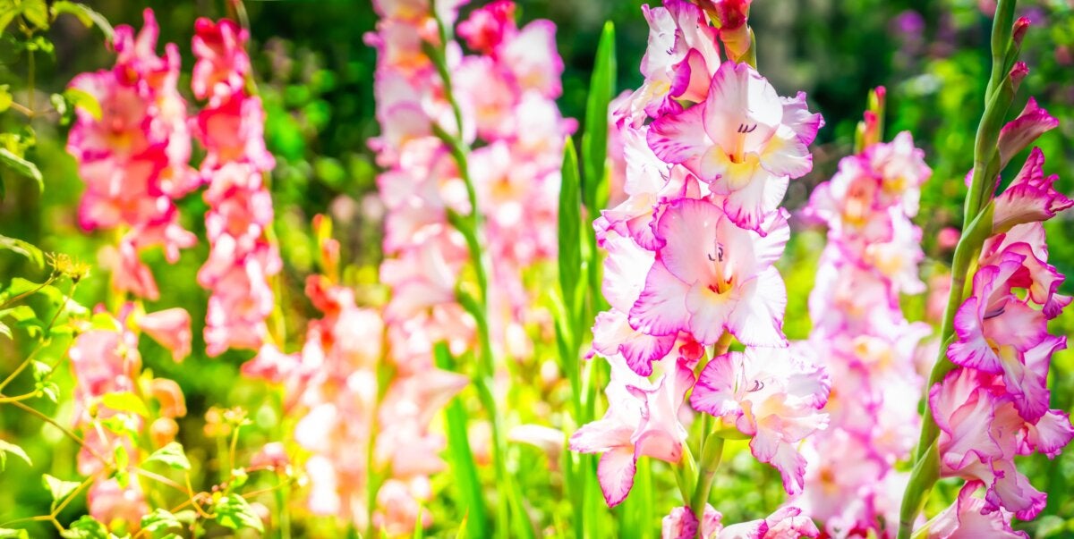 The 5 most beautiful varieties of gladiolus on the earth