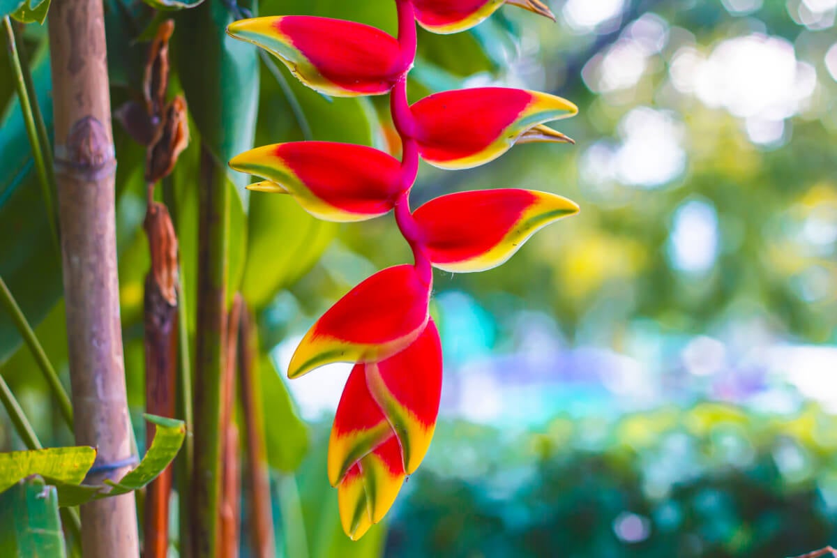 Guide to growing heliconia at home for beautiful flowers