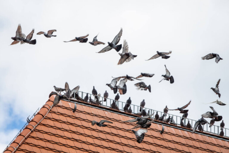 Know The Signs of a "Bird Plague" in Your Home and What To Do About It