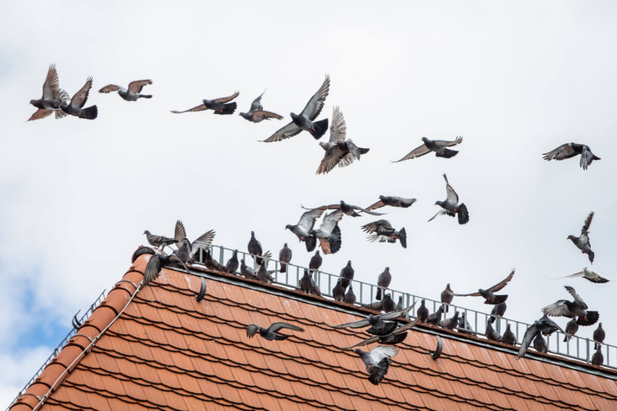 Know The Signs of a “Bird Plague” in Your Home