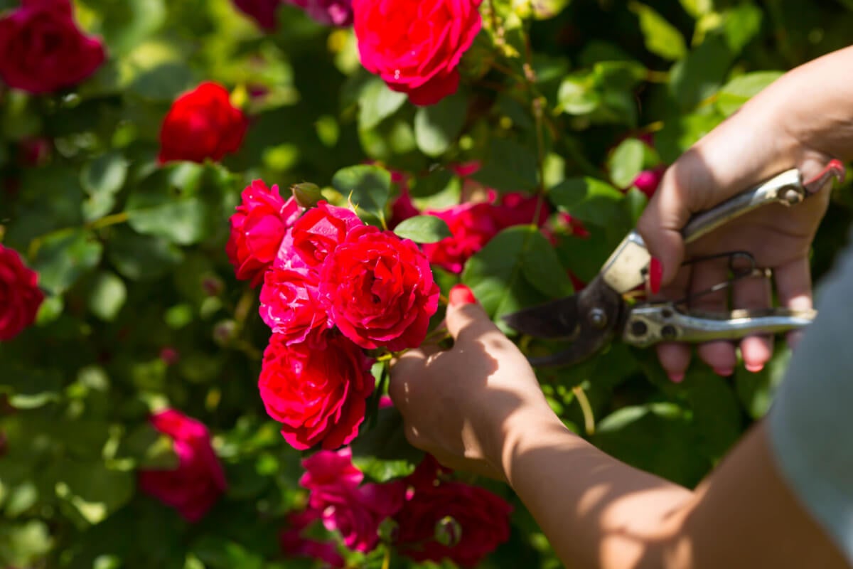 5 skilled suggestions for pruning roses without damaging them