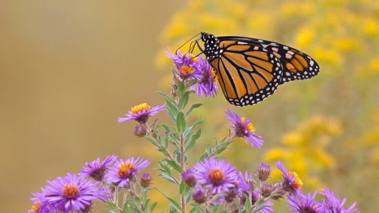 17 Plants to Attract Butterflies to Your Garden