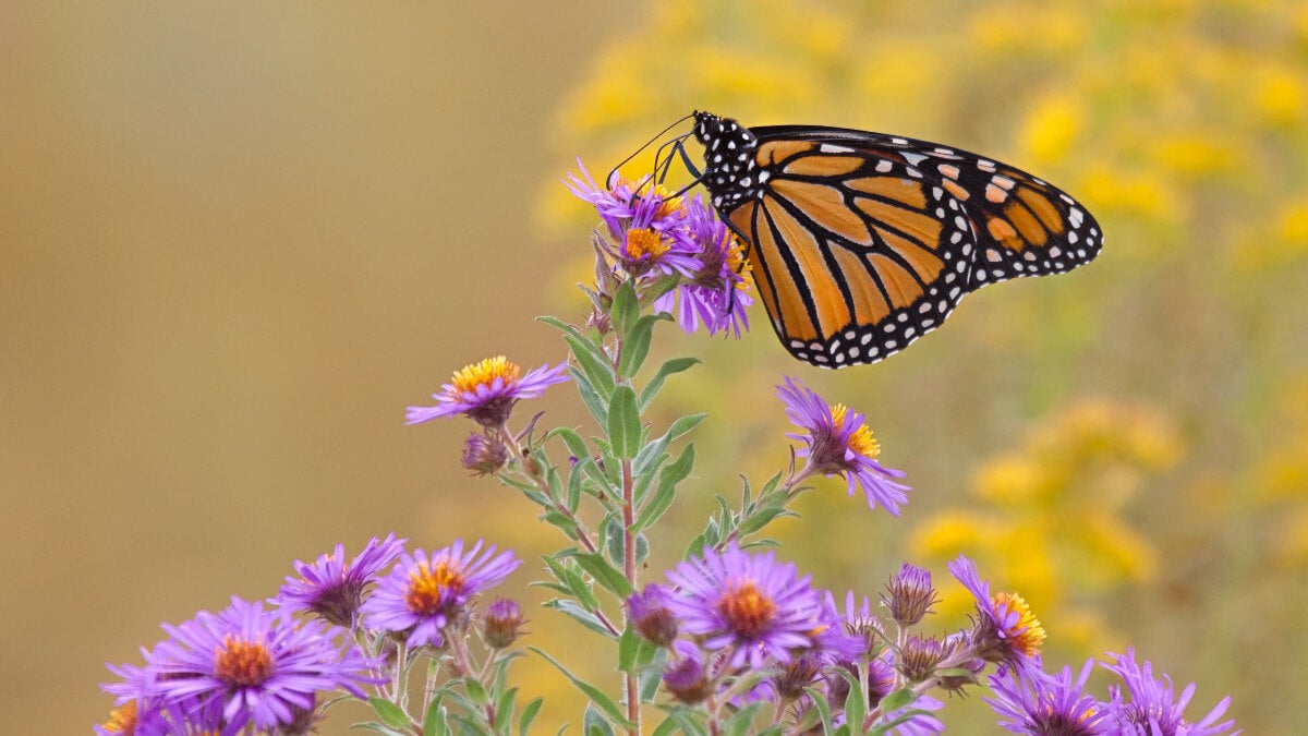 17 plants to draw butterflies to your garden