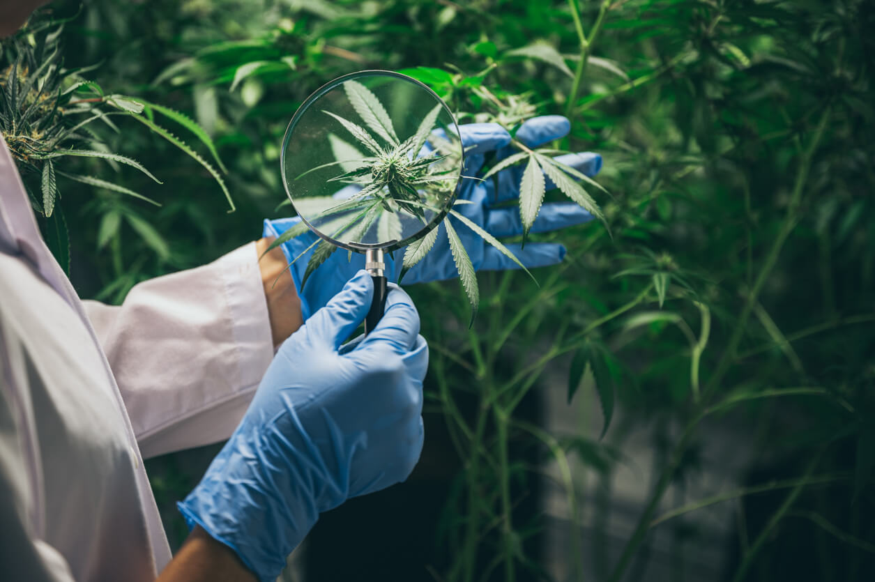 The legalization of medical cannabis and studies of its therapeutic properties have helped to erase the stigma associated with this plant.